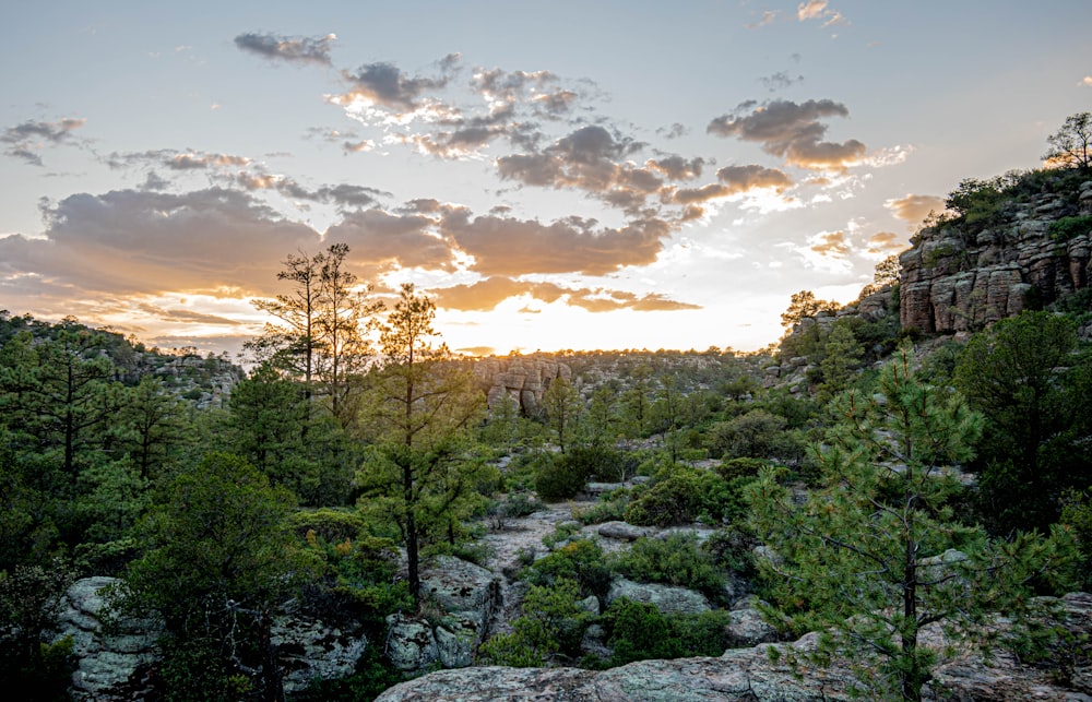 green trees and gray rocks under blue sky during daytime