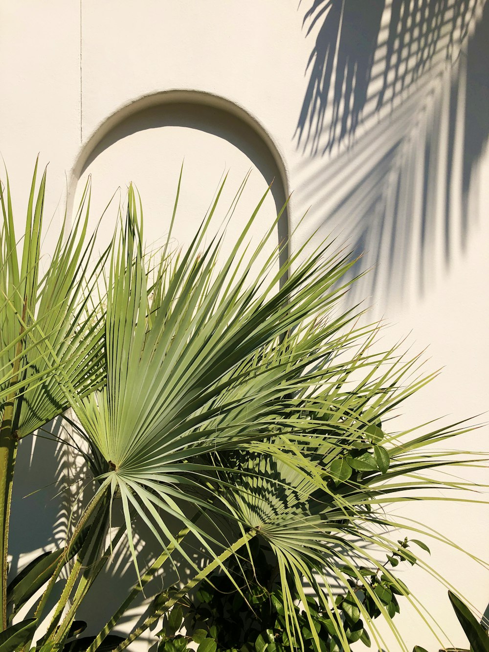 Grüne Palme in der Nähe von weißem Betongebäude tagsüber