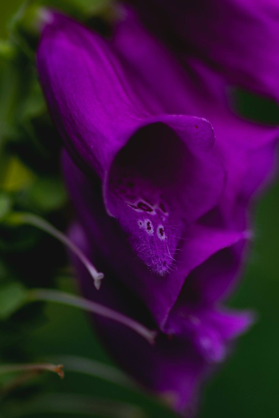 purple flower in macro shot