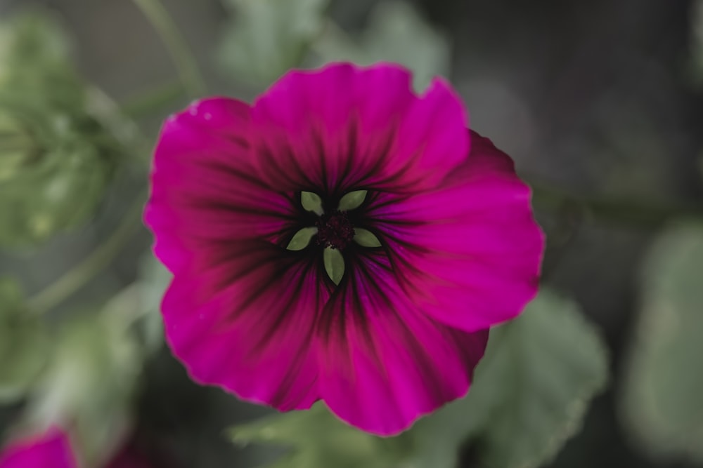 red flower in tilt shift lens