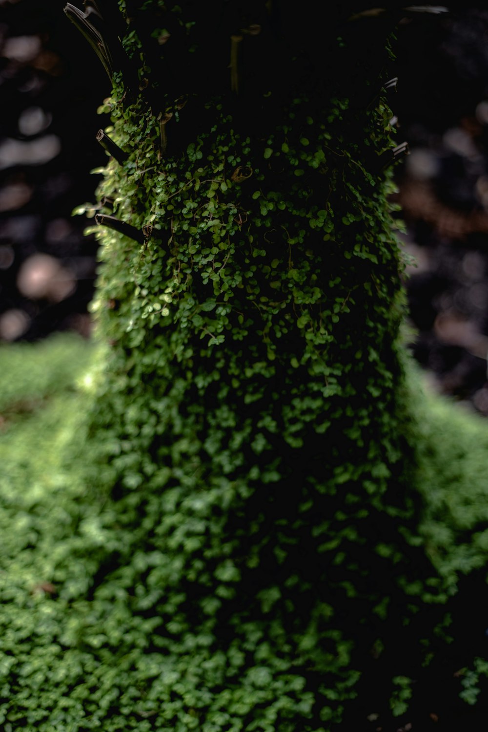 green moss in tilt shift lens