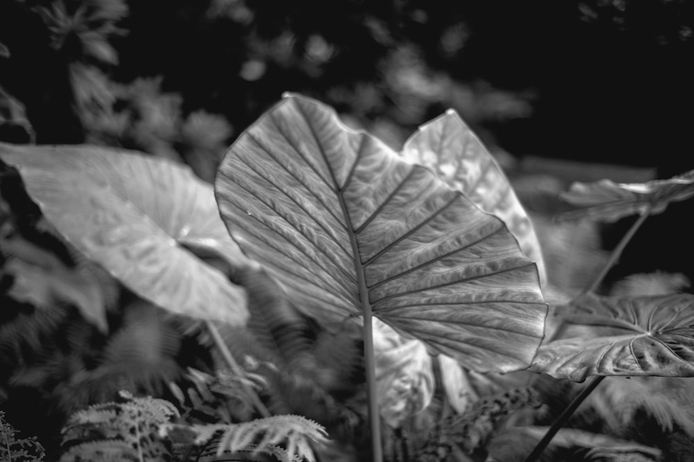 grayscale photo of green leaf