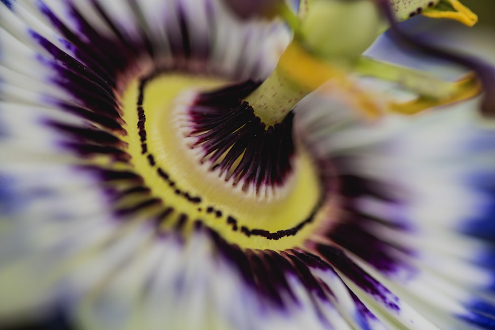 white and yellow flower in macro photography