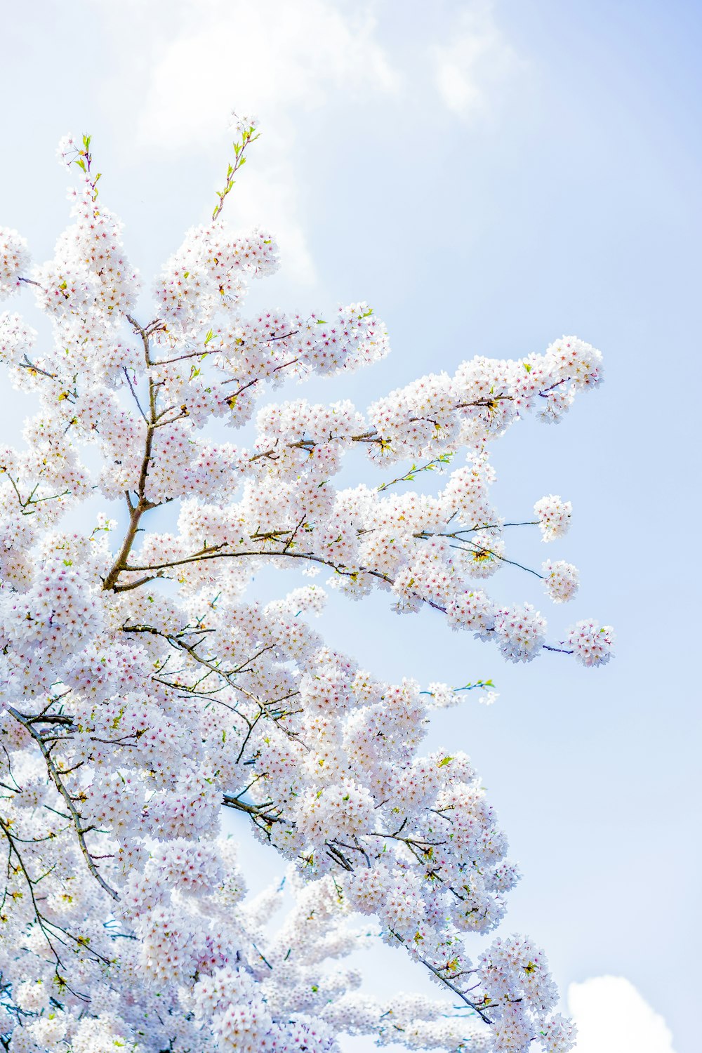 white cherry blossom tree during daytime