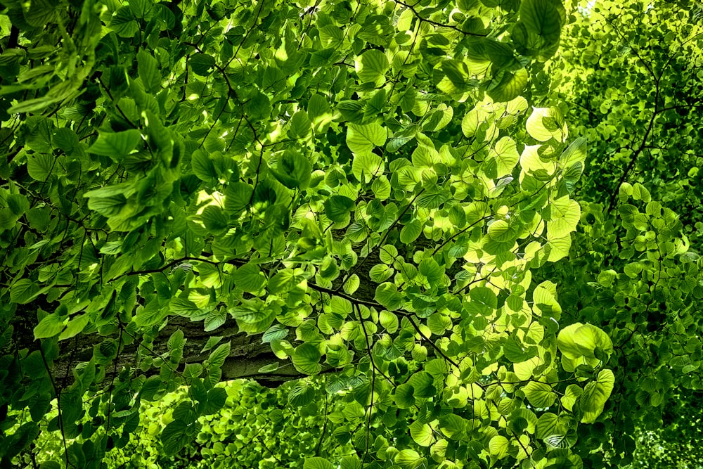 green leaves on brown tree branch