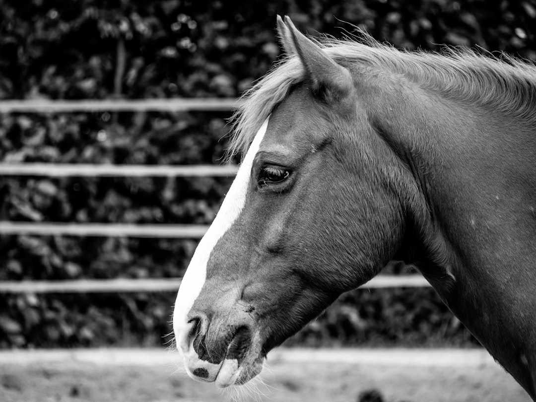 grayscale photo of horse near fence