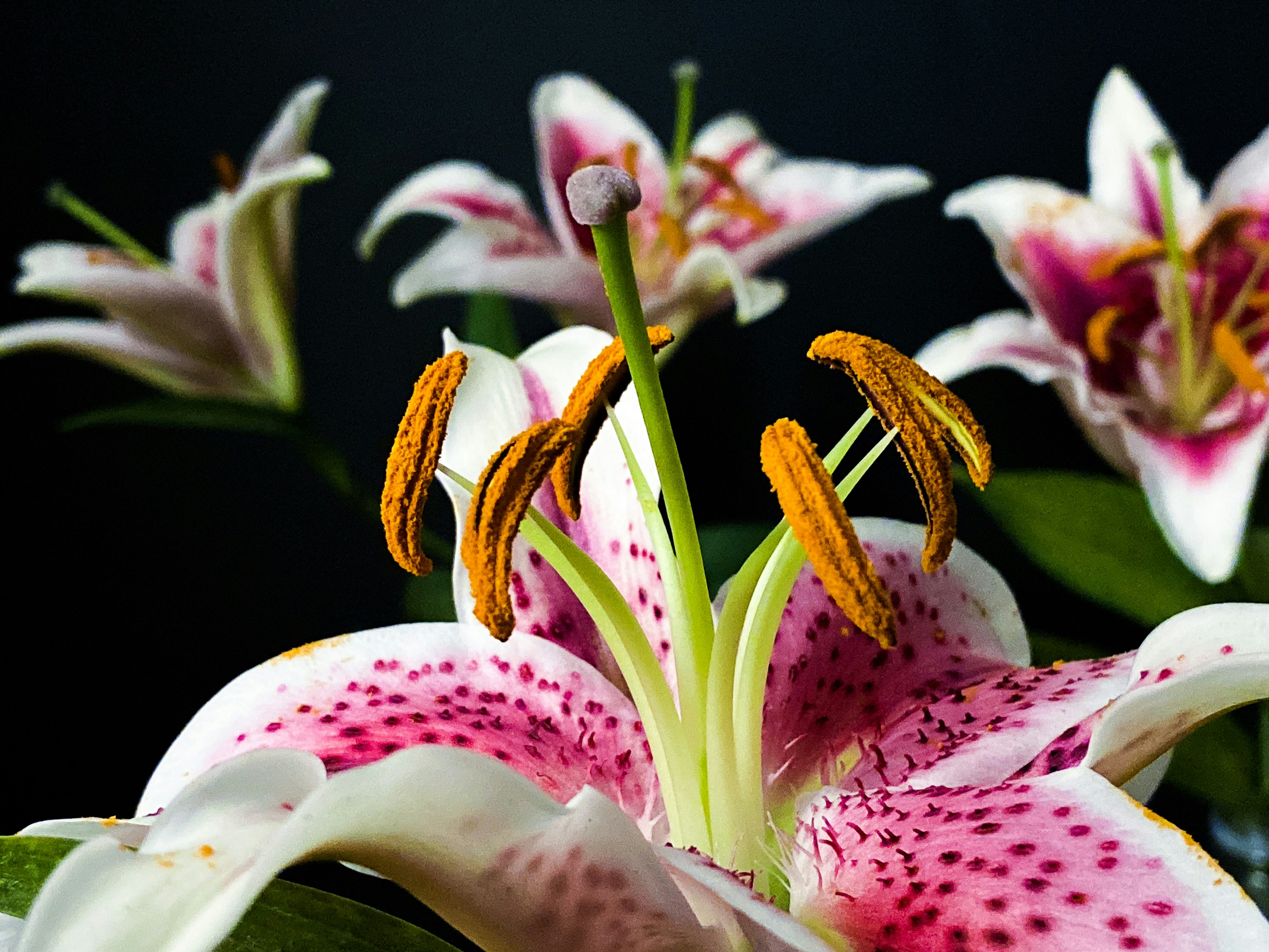 Photo by flowers4allseasons