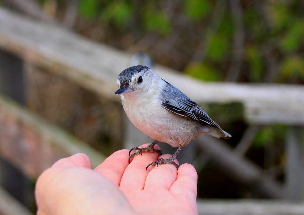 white and blue bird on persons hand