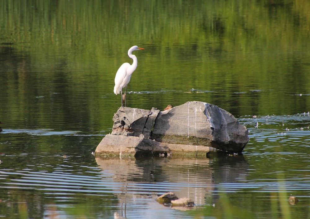 white swan on brown rock near body of water during daytime