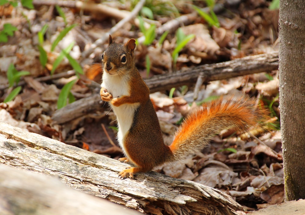 brown and white squirrel on brown wood