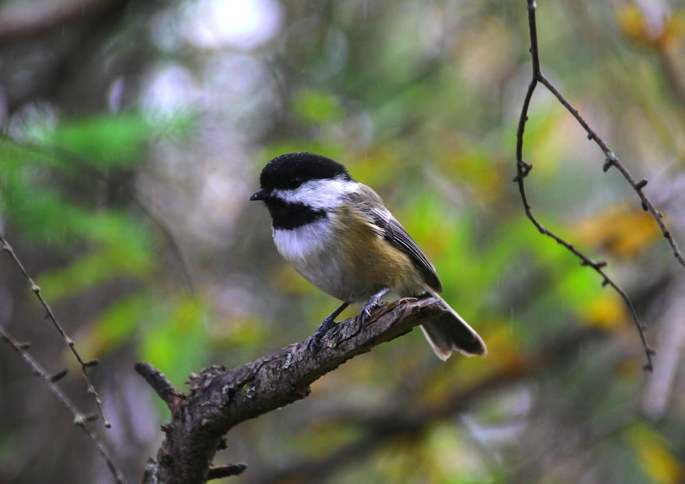 black and yellow bird on tree branch during daytime