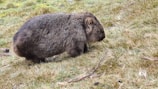A sleepy wombat emerging from its burrow surrounded by native grasses.