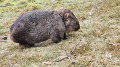 A sleepy wombat emerging from its burrow surrounded by native grasses.