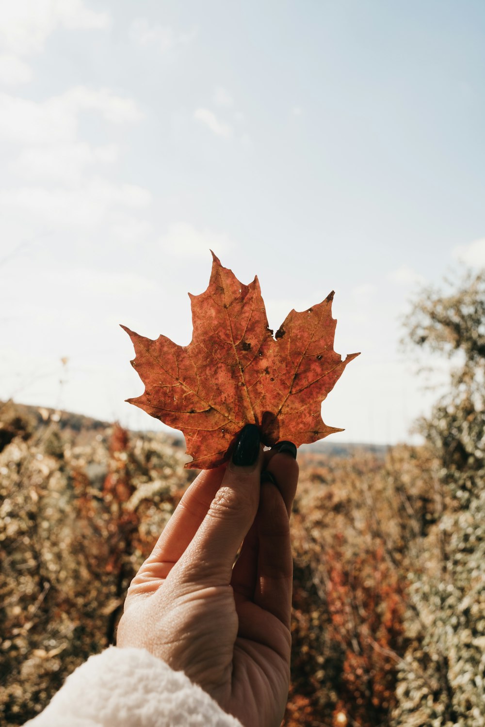 person holding brown maple leaf