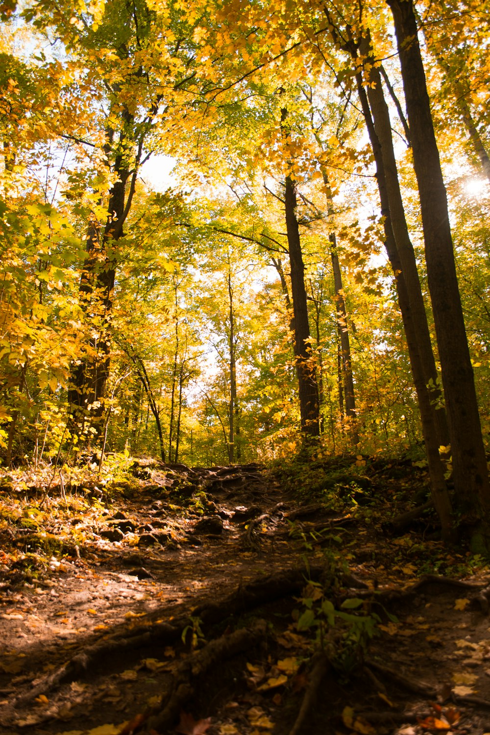 green and yellow trees during daytime