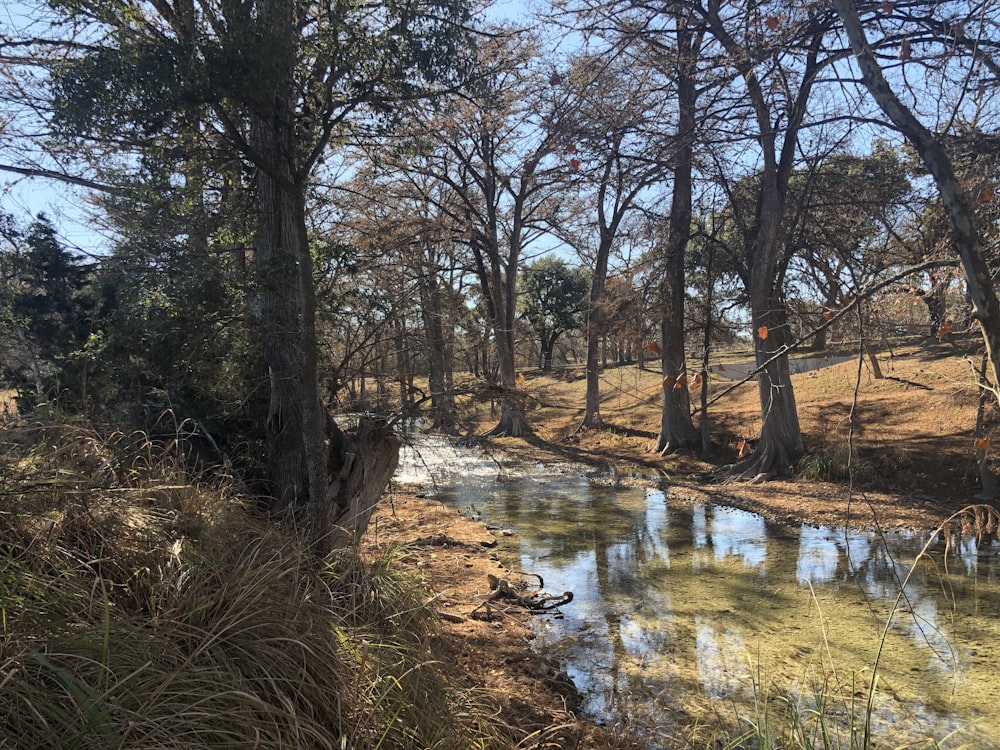 brown trees near river during daytime