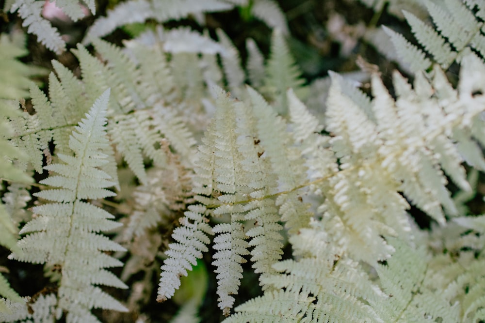 white and green plant in close up photography