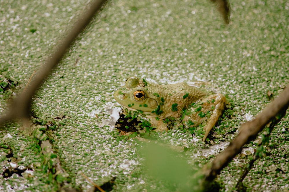 green frog on green moss