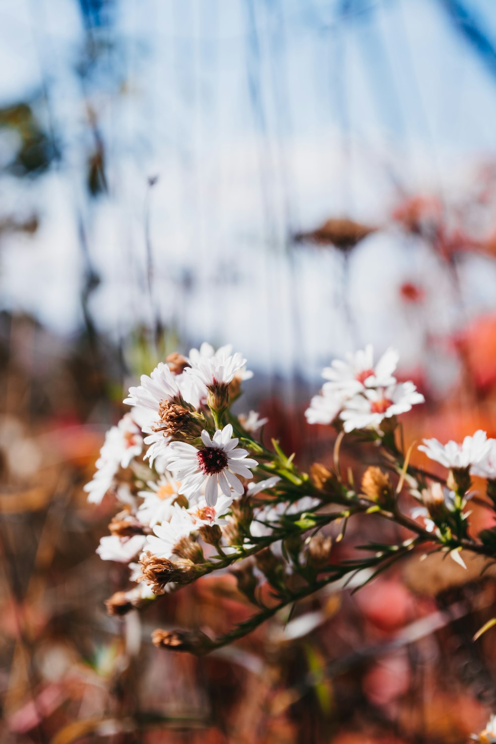 white and orange flowers in tilt shift lens