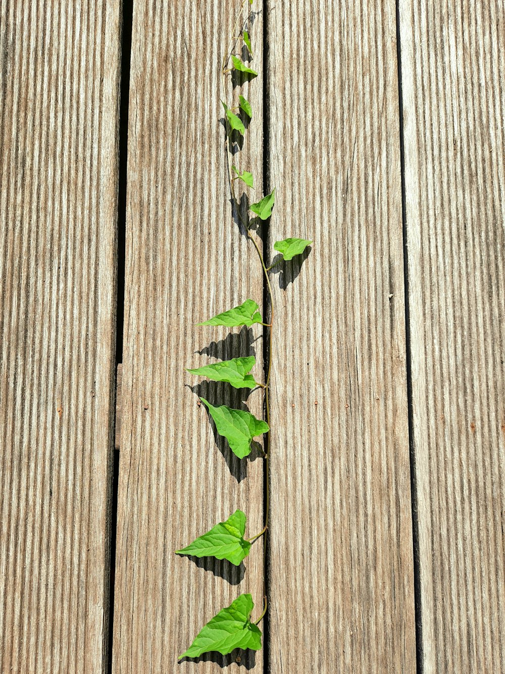 grünes Blatt auf brauner Holzoberfläche