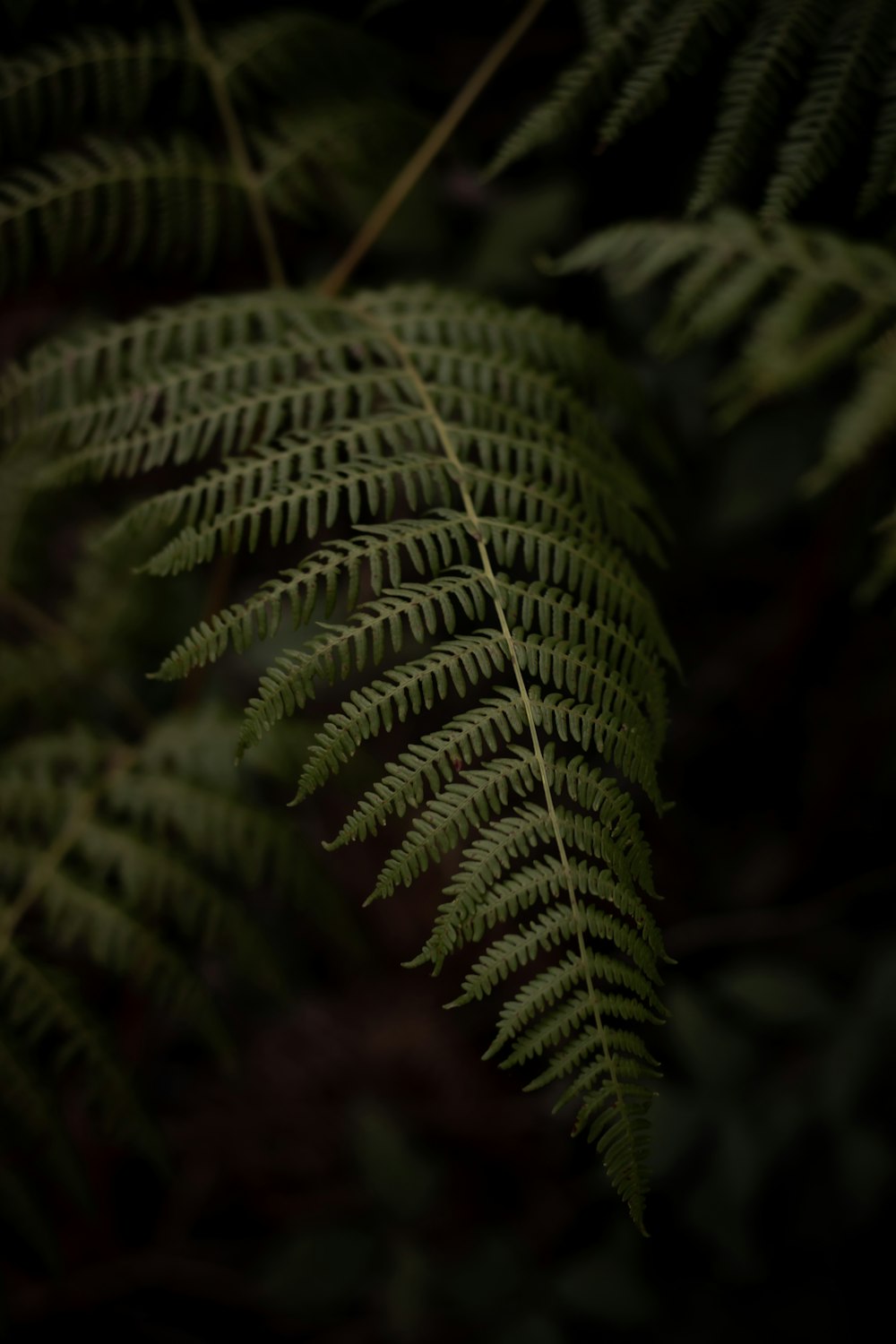 green fern plant in close up photography