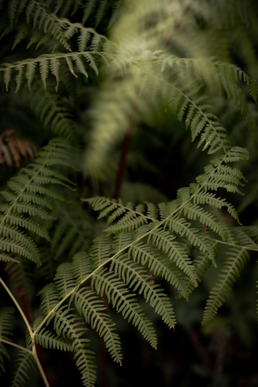 green fern plant in close up photography