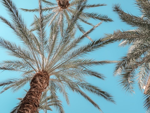 benefits of planting a palm tree