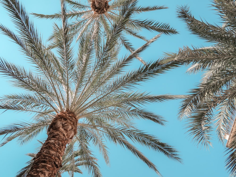 brown palm tree under blue sky during daytime