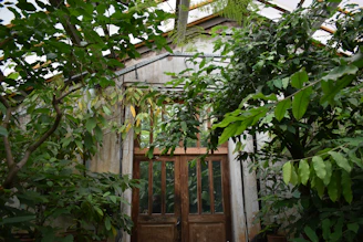 Lush green greenhouse filled with thriving plants.