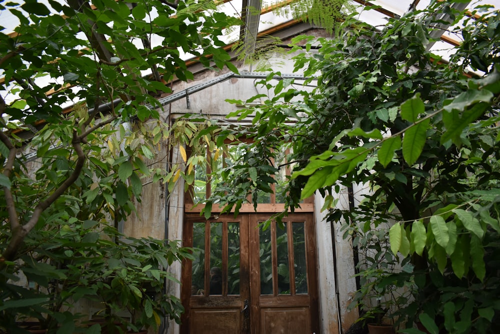 Braune Holztür in der Nähe von grünem Blattbaum