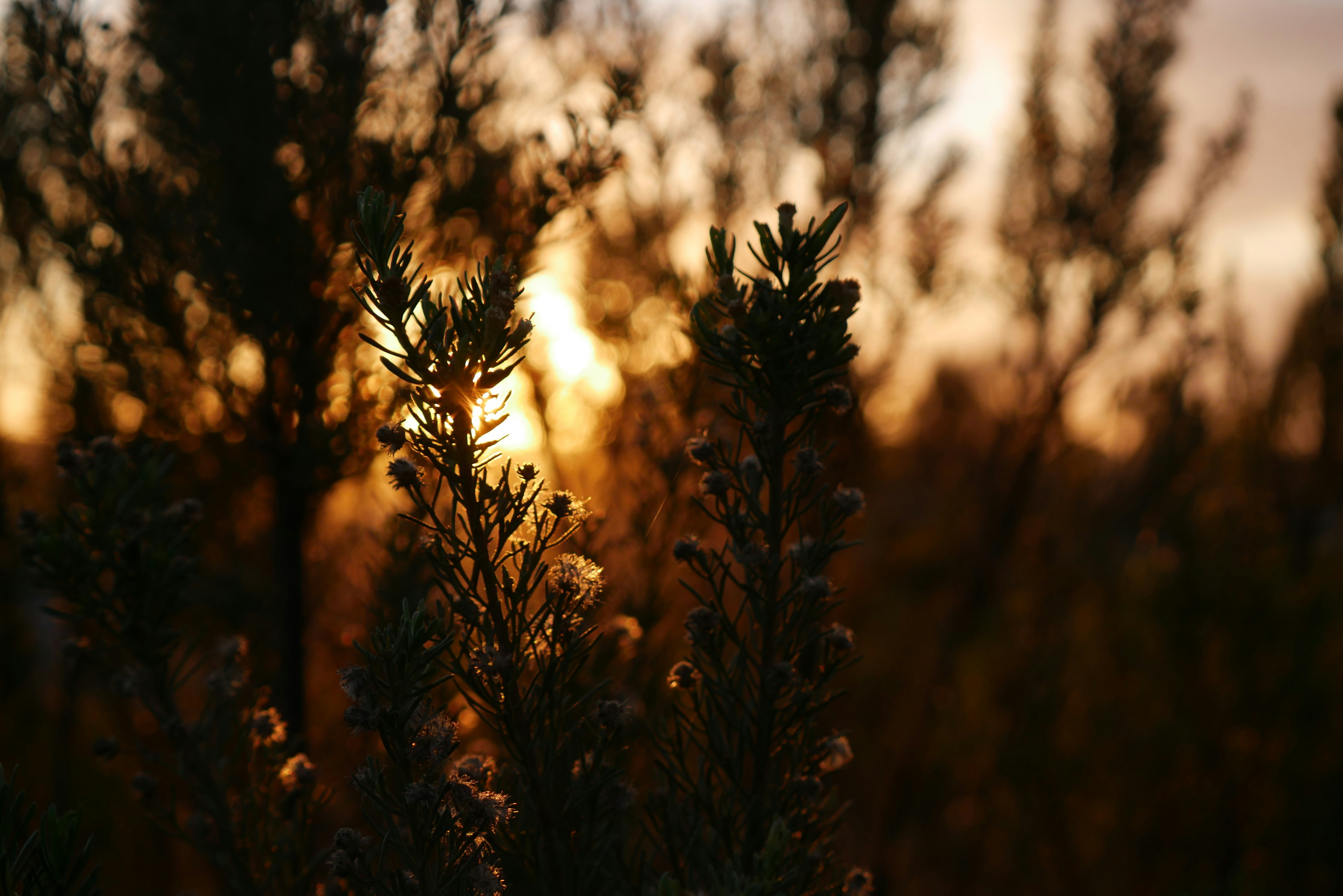 Photo by jpatofuentes