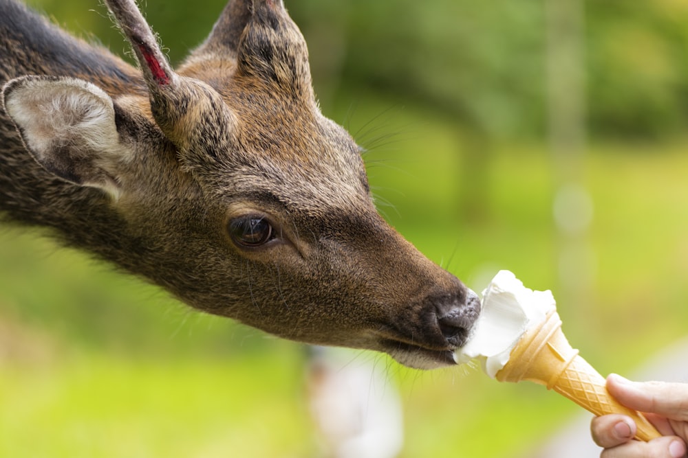 cervo marrone che mangia confezione di plastica bianca