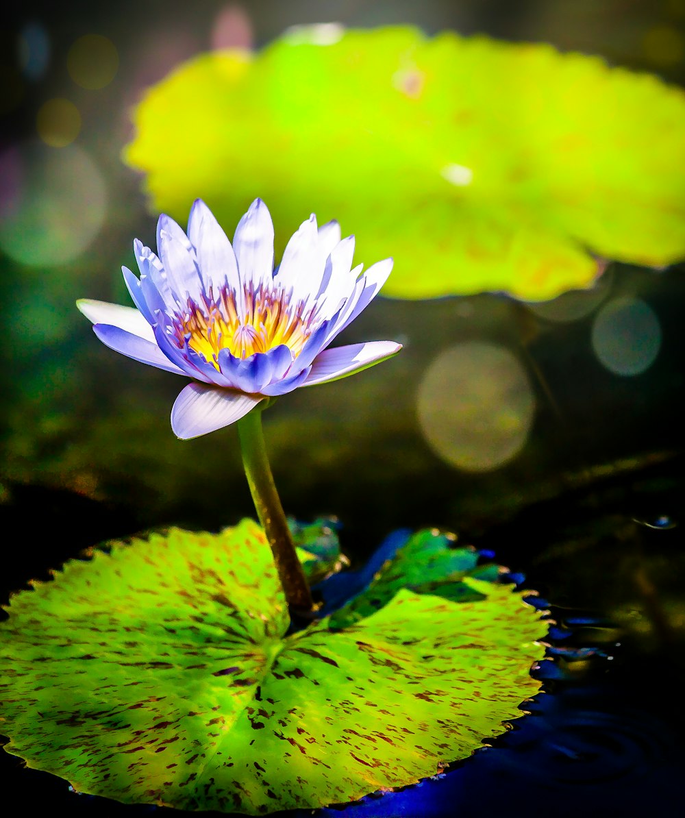 purple waterlily in bloom during daytime