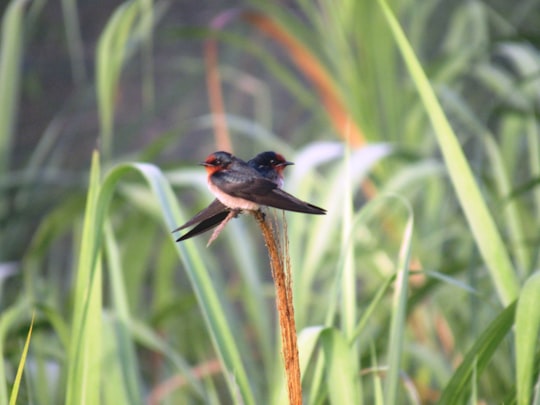 black and gray bird on brown stick during daytime in Kinabatangan River Malaysia