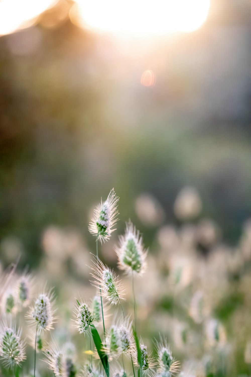 purple flower in tilt shift lens