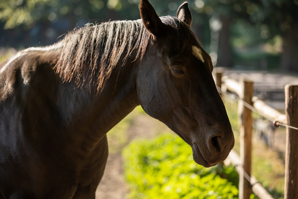 brown horse in close up photography during daytime