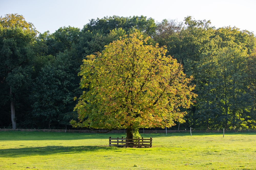 green trees on green grass field during daytime