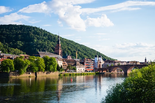 green trees near body of water during daytime in Heidelberg Germany