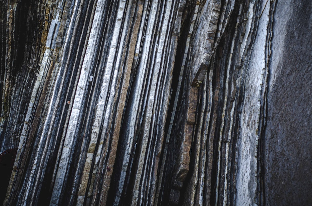 grey and black tree trunk