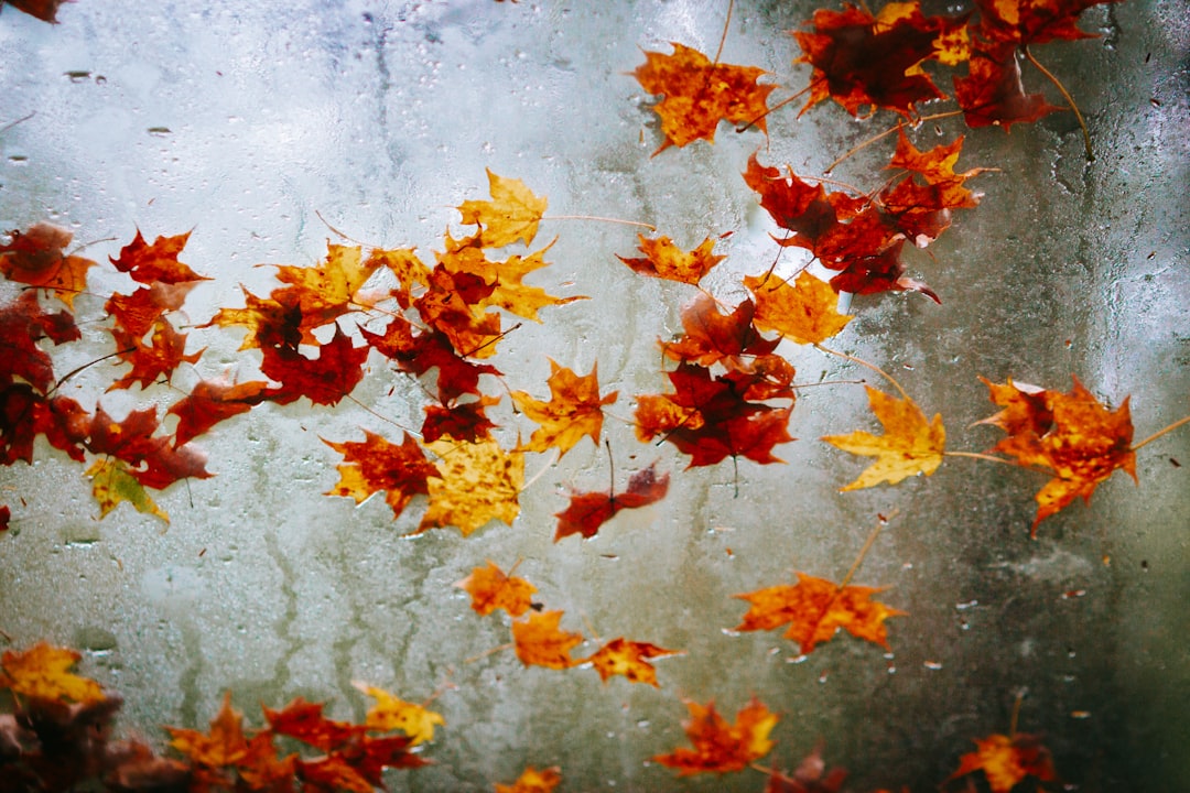 red maple leaves on white concrete wall