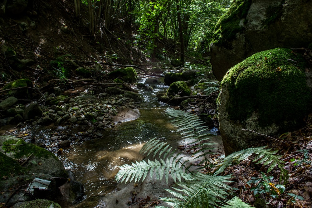 musgo verde en una formación rocosa marrón en un río