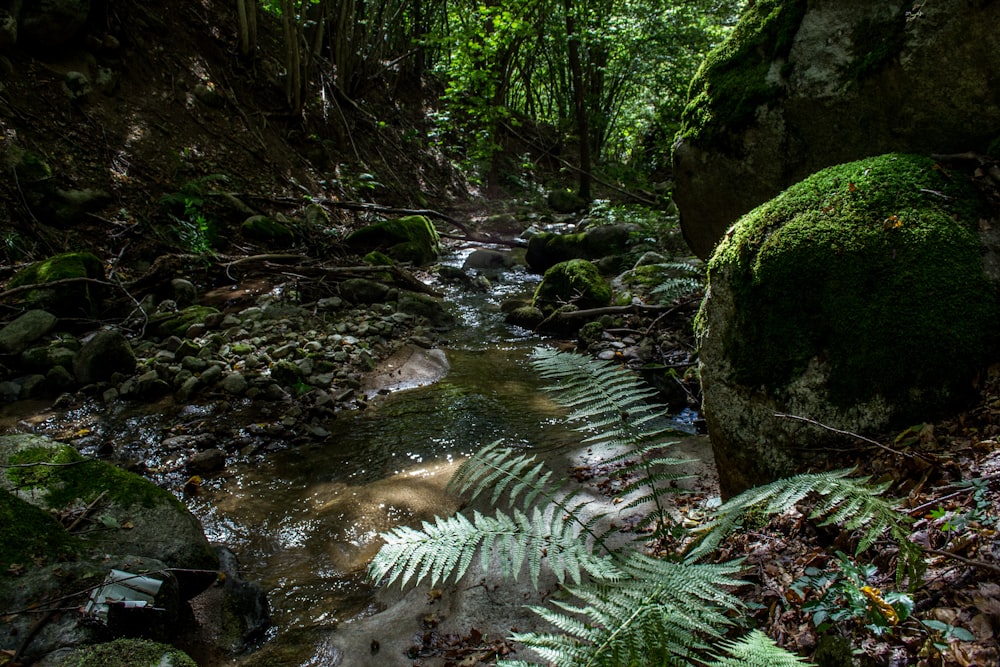 green moss on brown rock formation in river