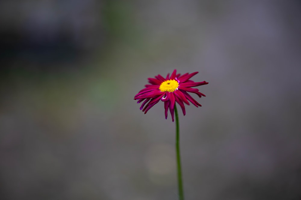 purple flower in tilt shift lens