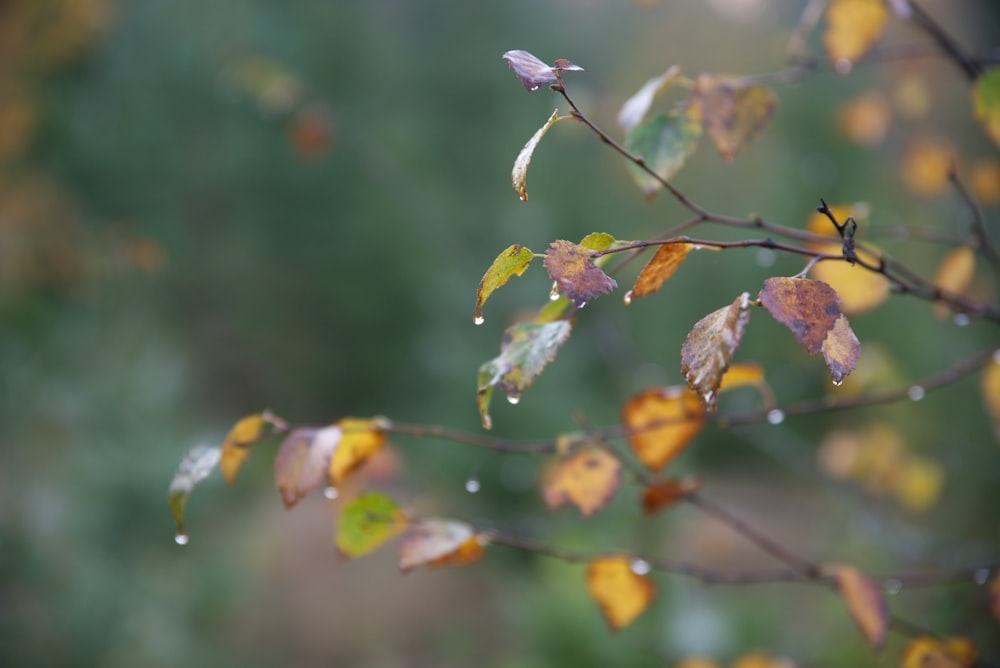 white flower in tilt shift lens