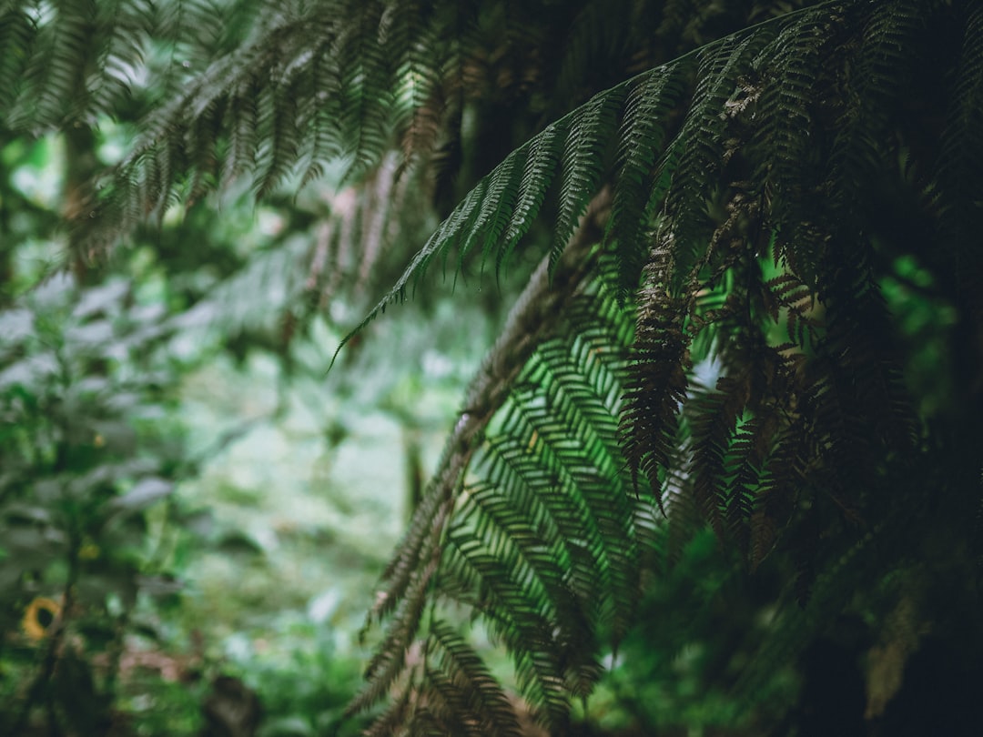 green fern plant in close up photography