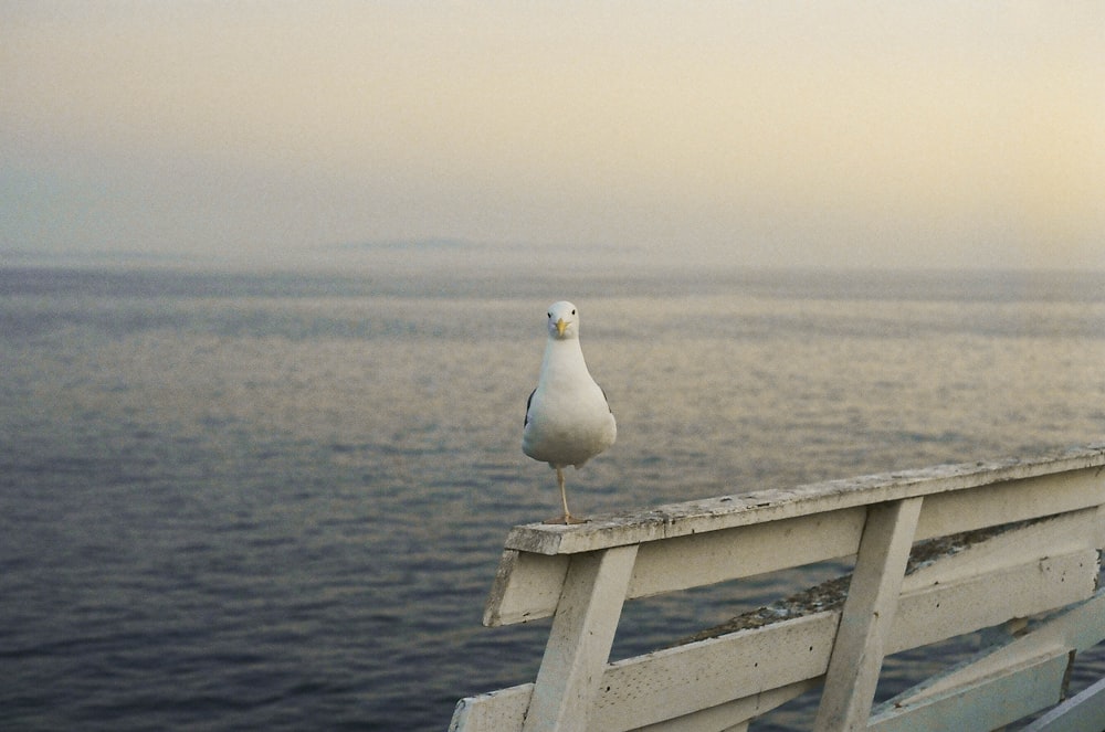 oiseau blanc sur une clôture en bois brun près d’un plan d’eau pendant la journée