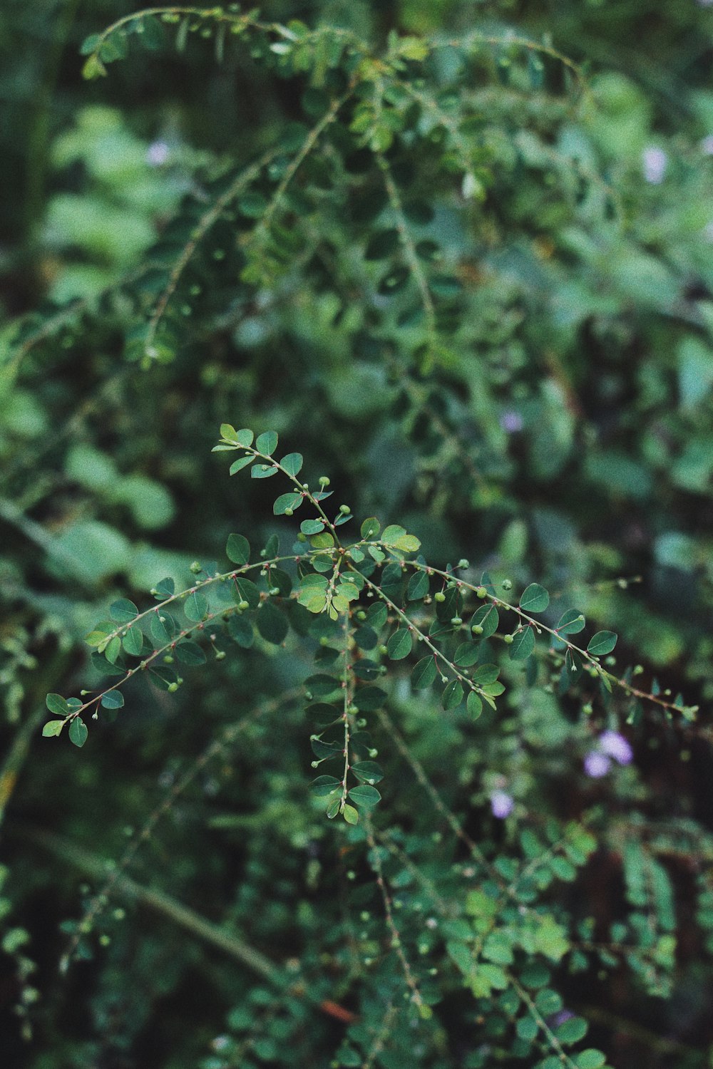 green plant in tilt shift lens