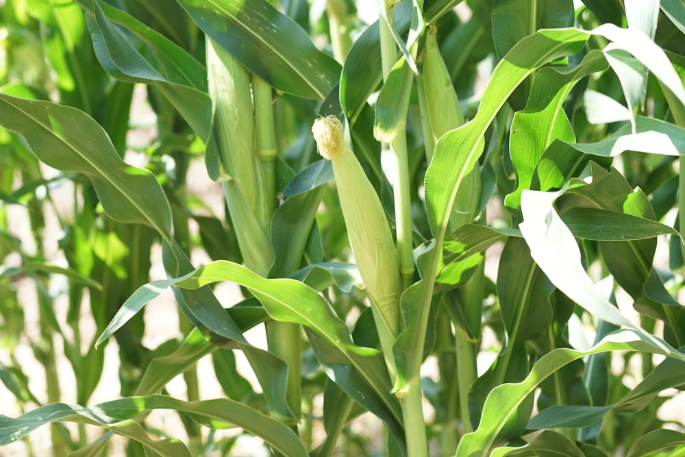 green corn plant during daytime