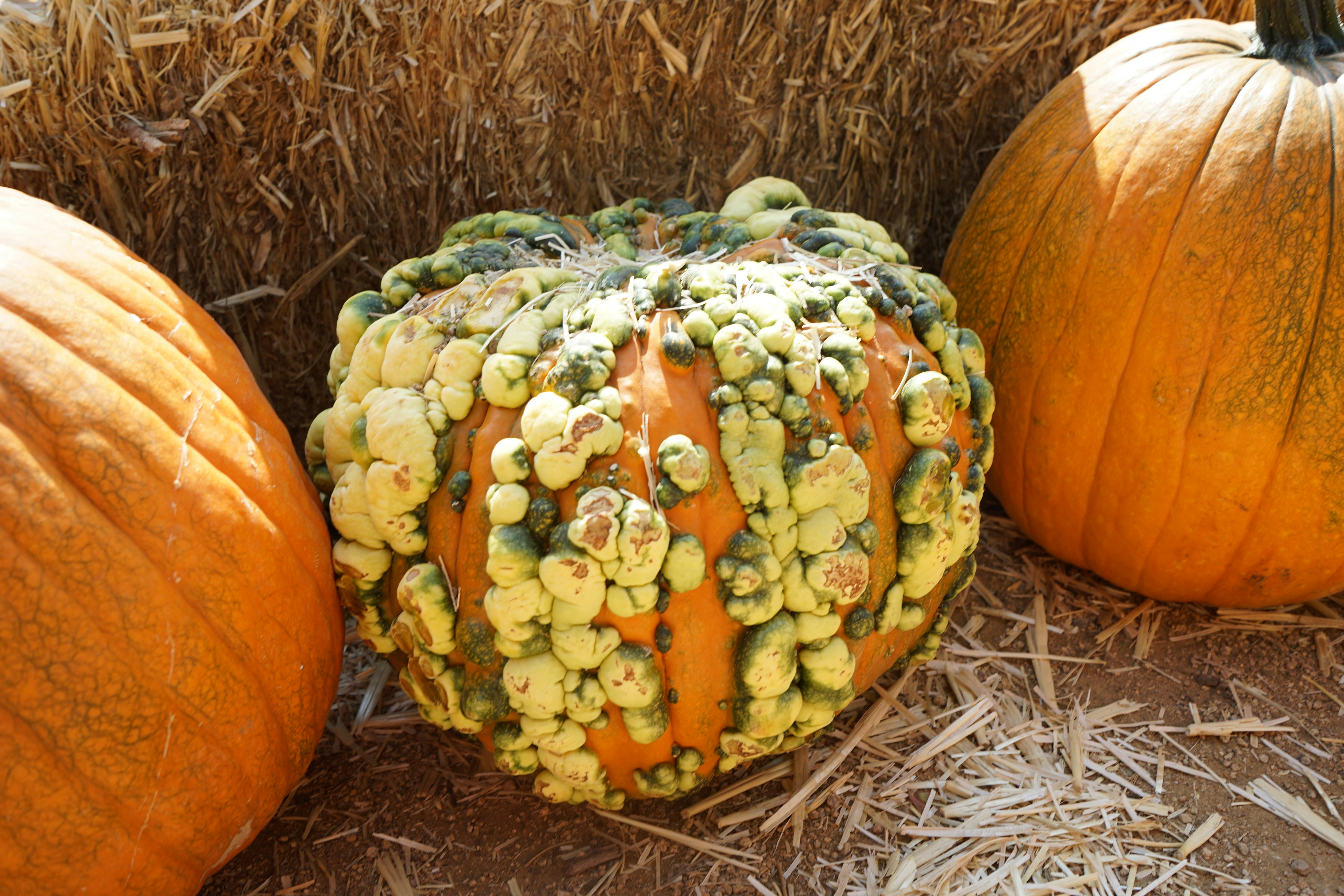 Photo by denisseleon