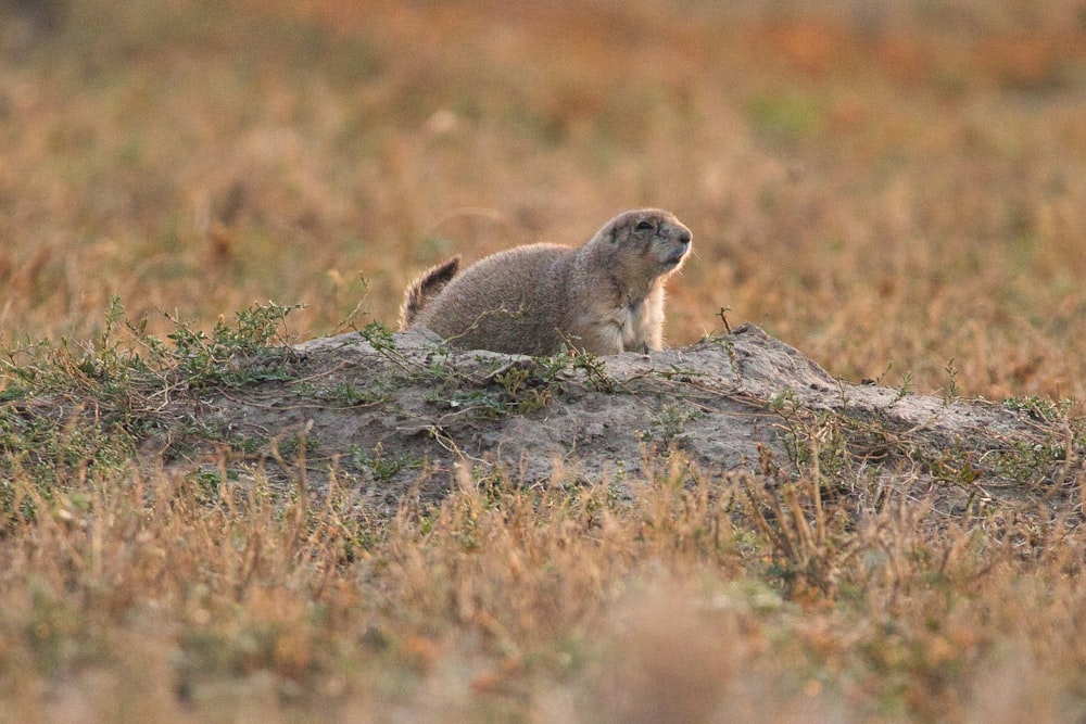 gray rodent on gray rock during daytime